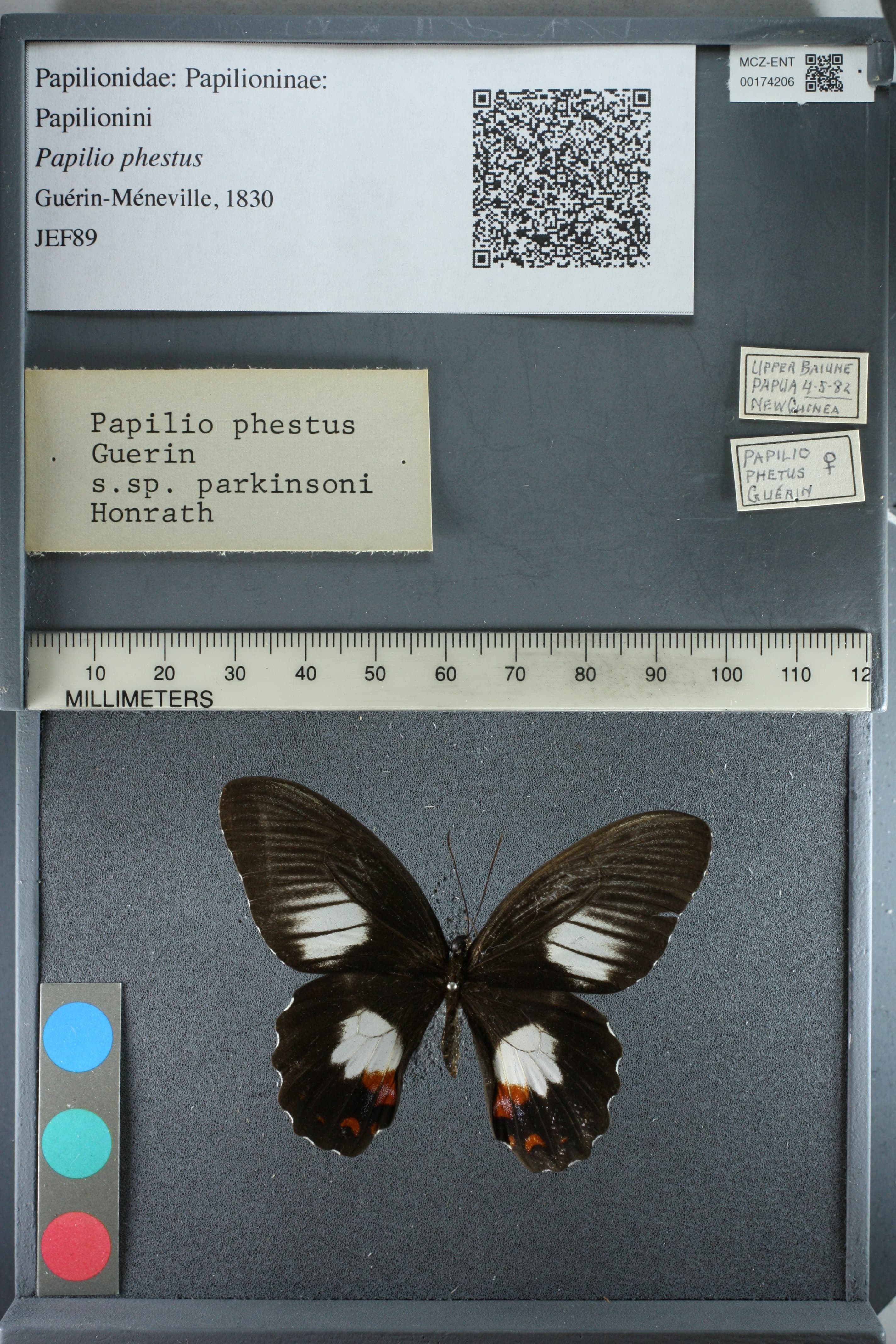 Papilio phestus