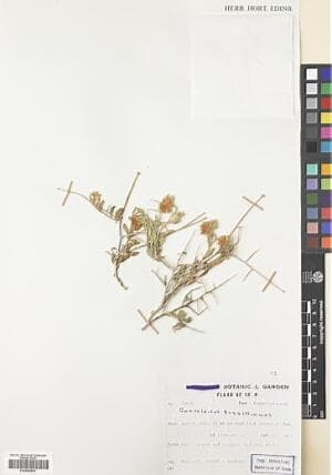 Convolvulus turrillianus