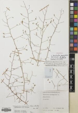 Convolvulus peninsularis