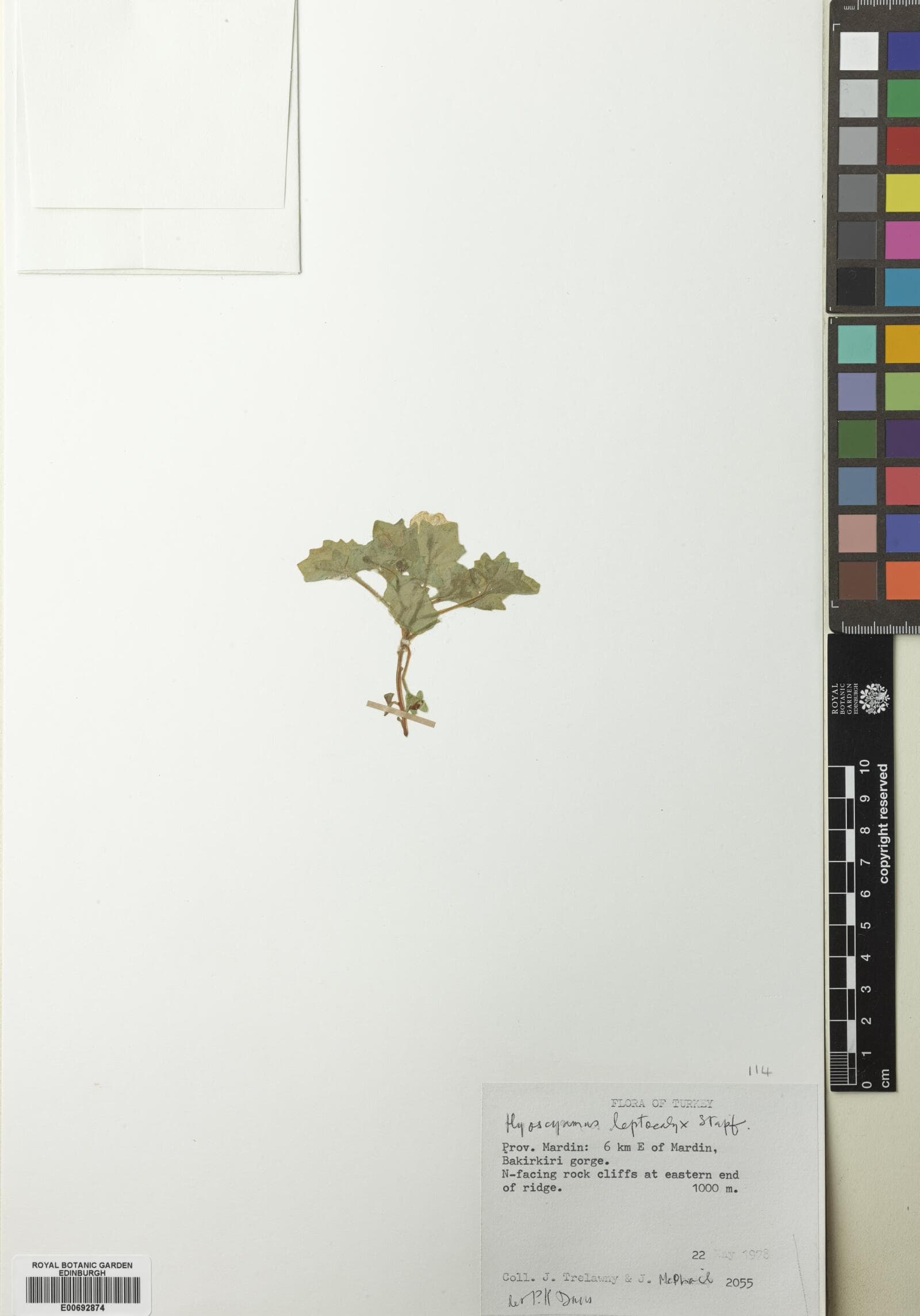 Hyoscyamus leptocalyx