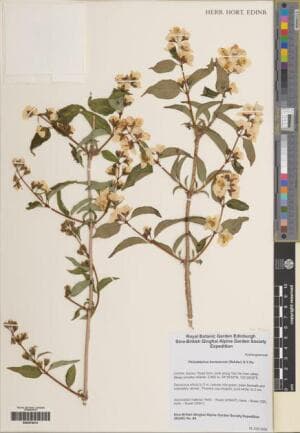 Philadelphus kansuensis