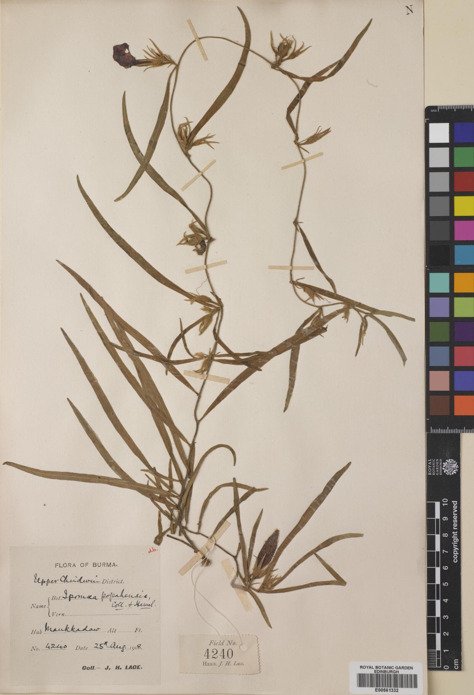 Argyreia popahensis