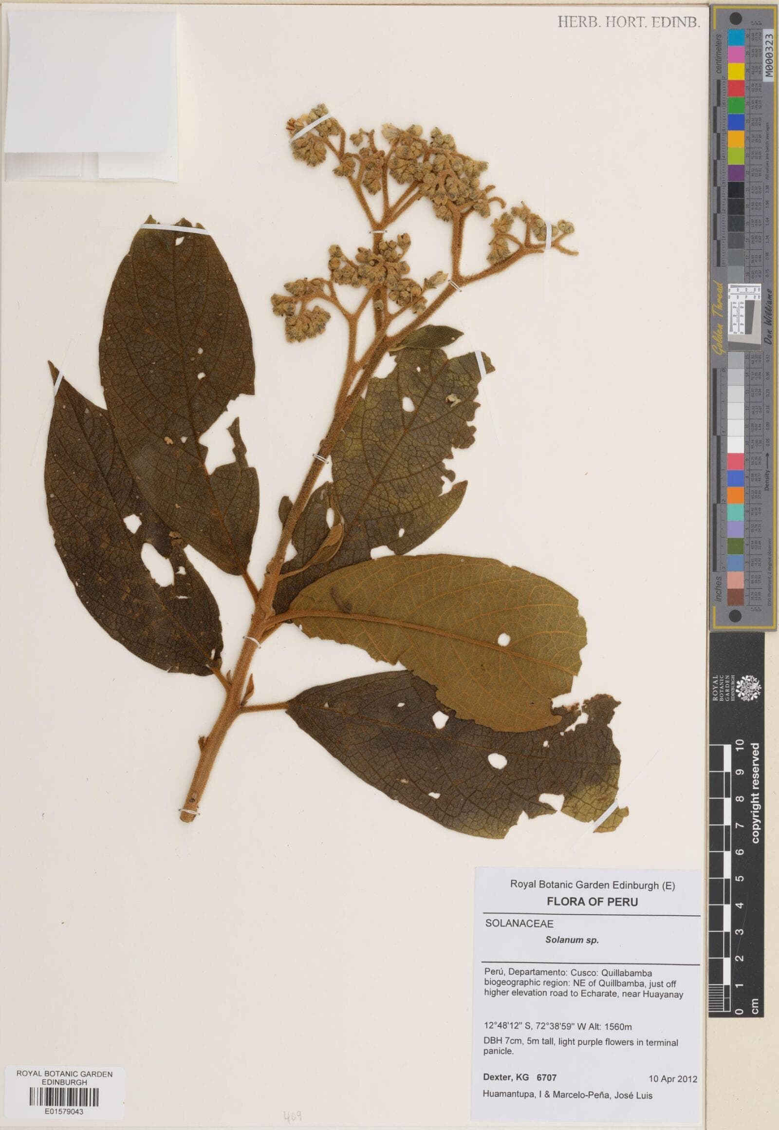 Solanum iltisii