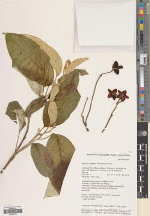 Argyreia splendens