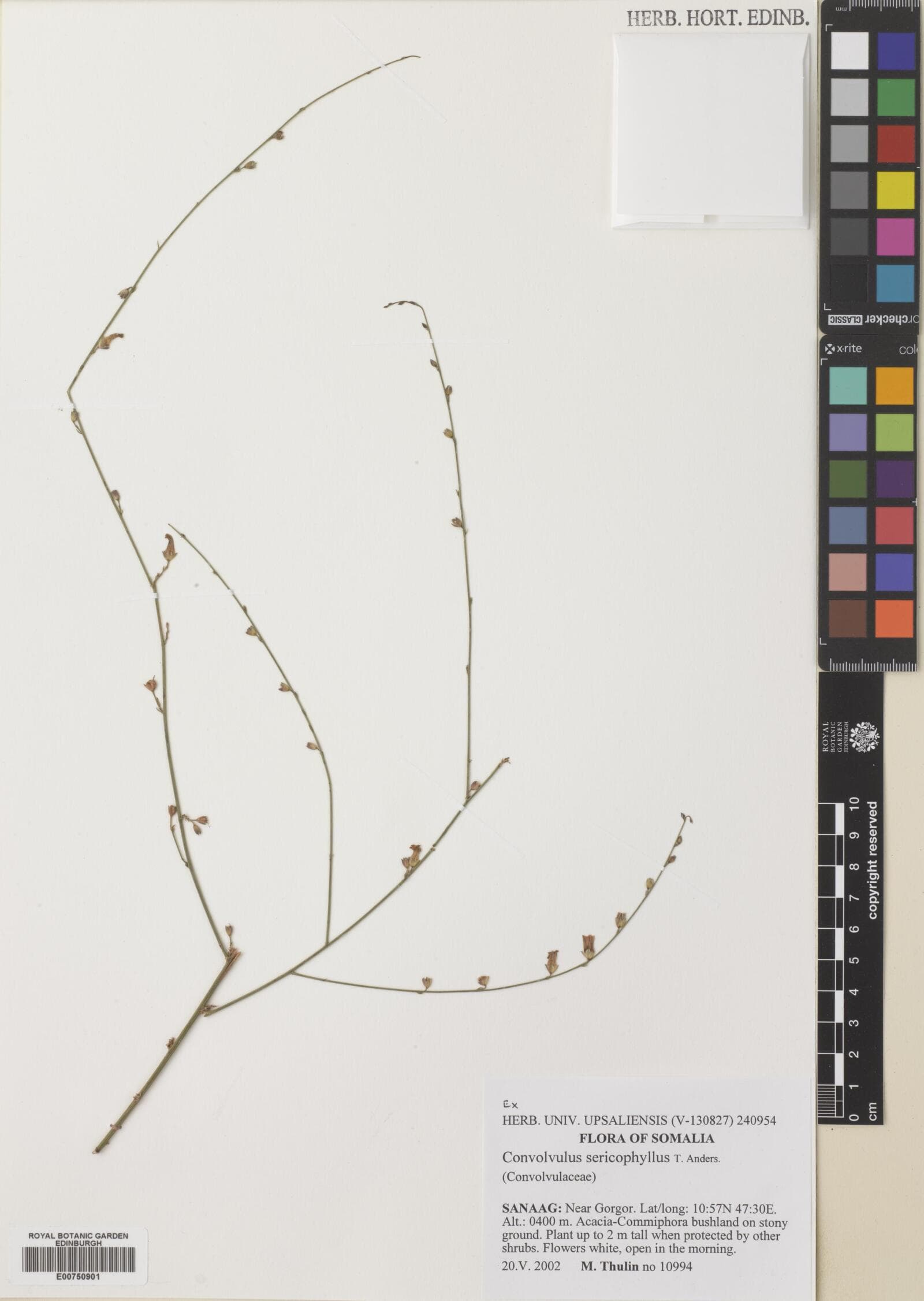 Convolvulus sericophyllus