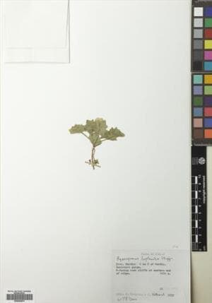 Hyoscyamus leptocalyx