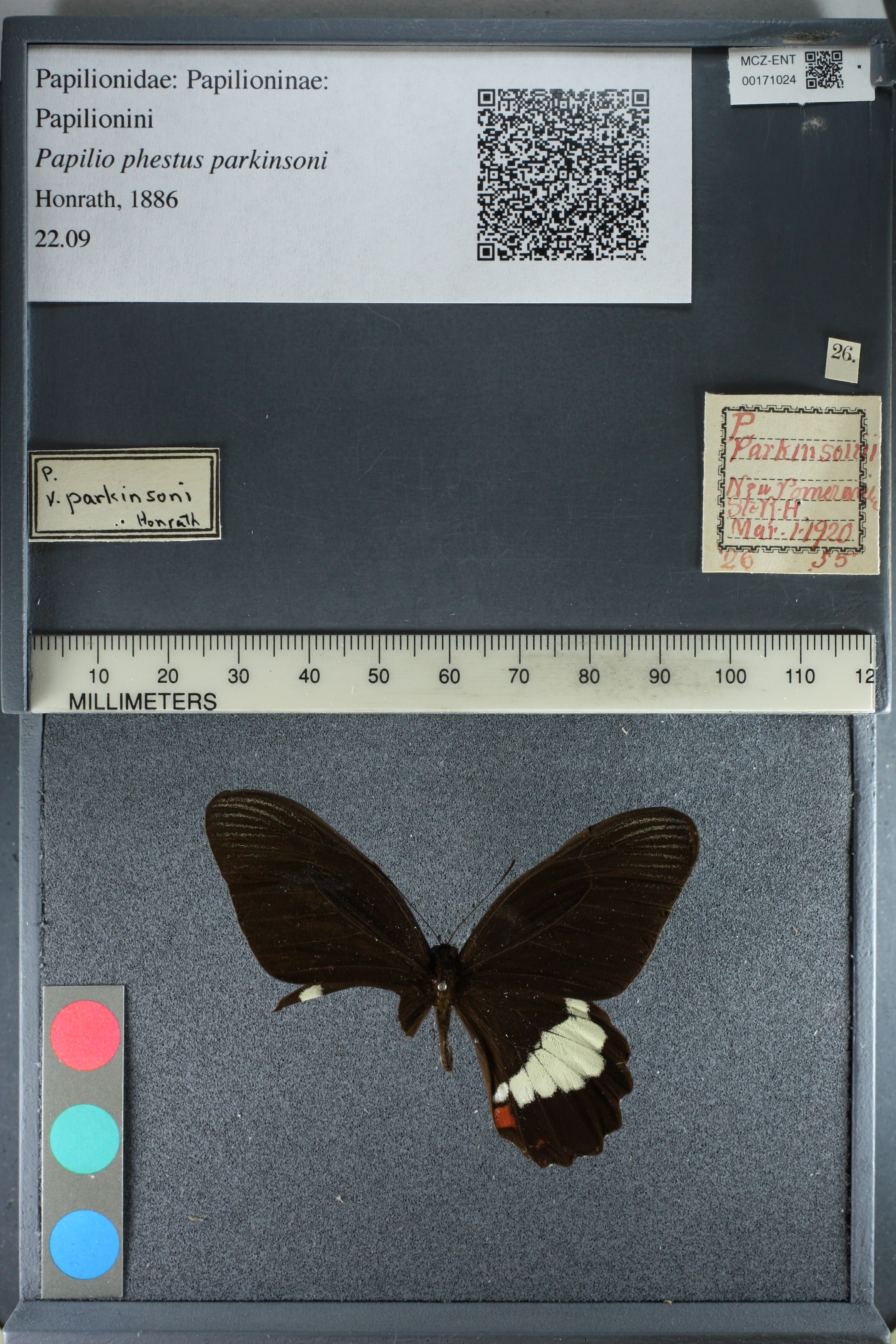 Papilio phestus