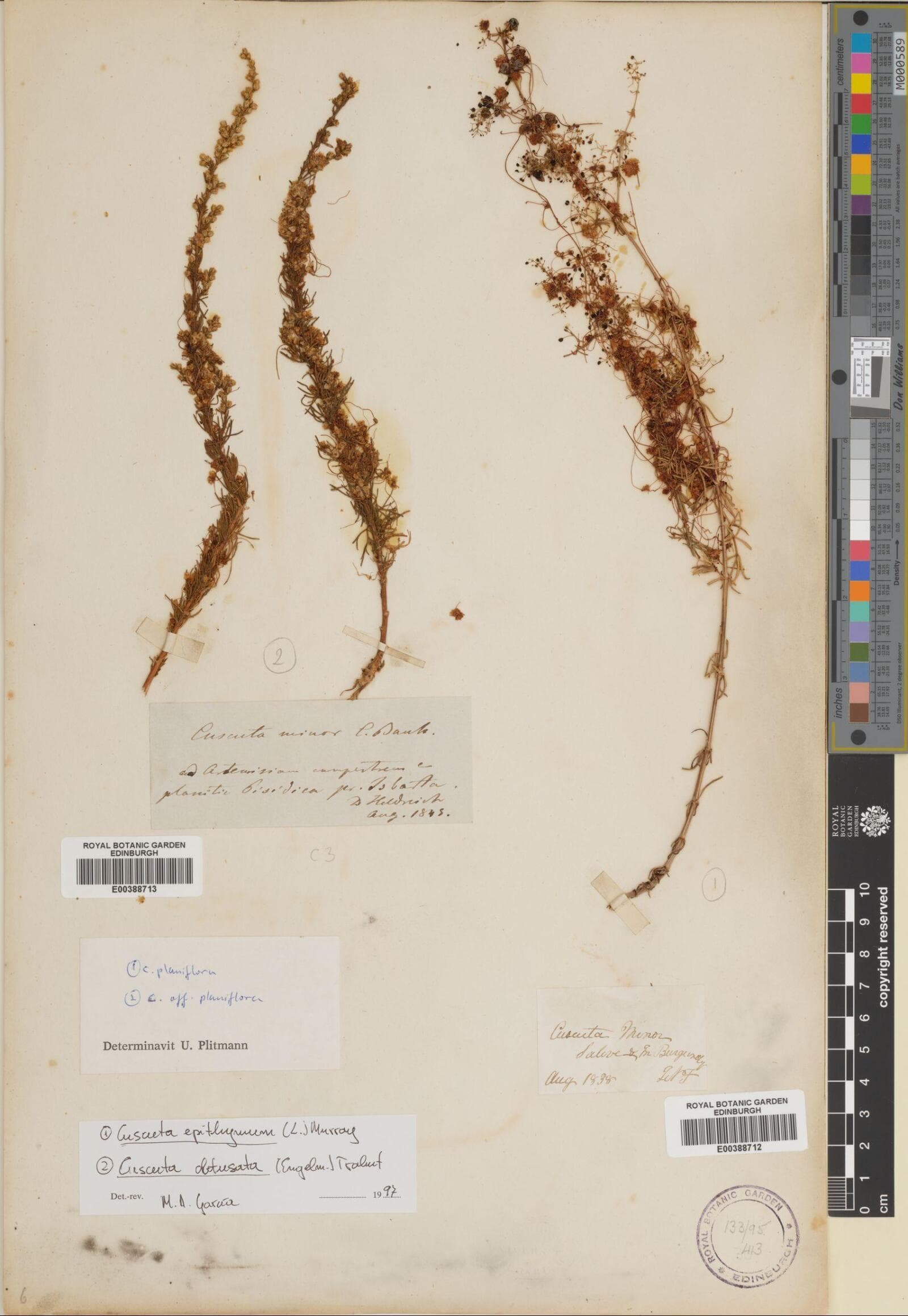 Cuscuta obtusata