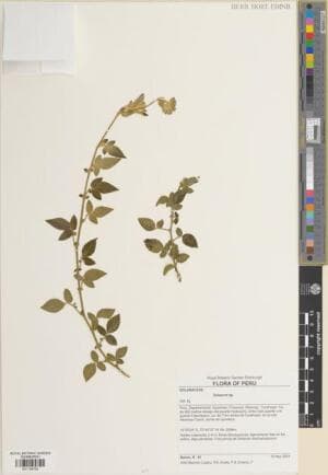 Solanum perlongistylum