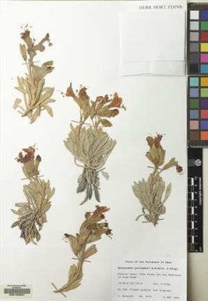 Hyoscyamus gallagheri