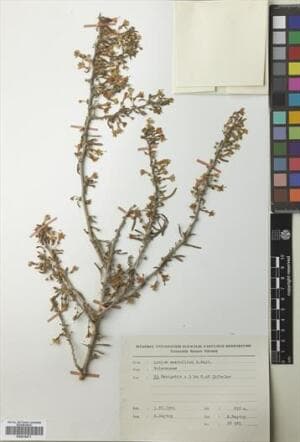 Lycium anatolicum