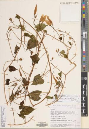 Merremia caloxantha