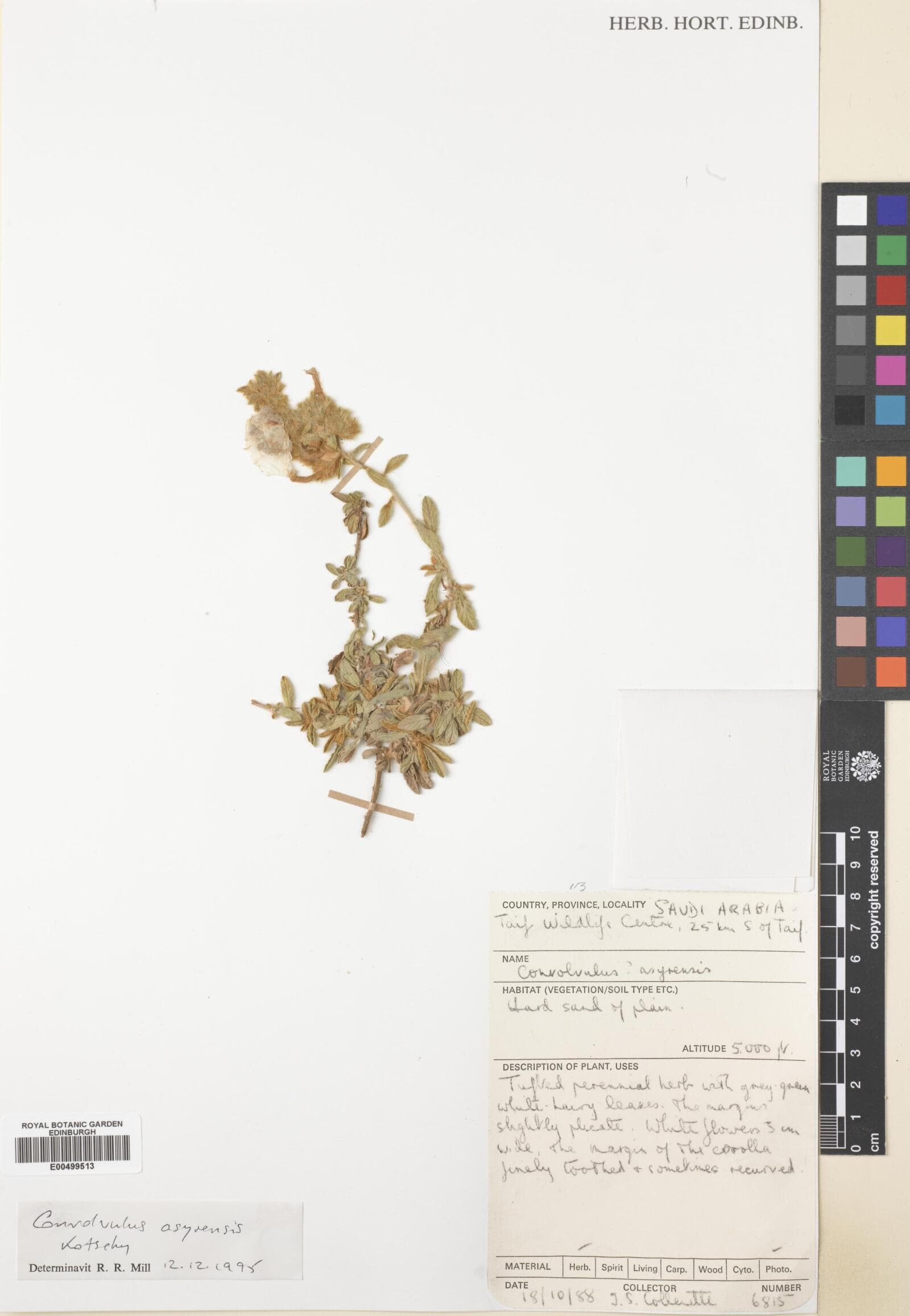 Convolvulus asyrensis