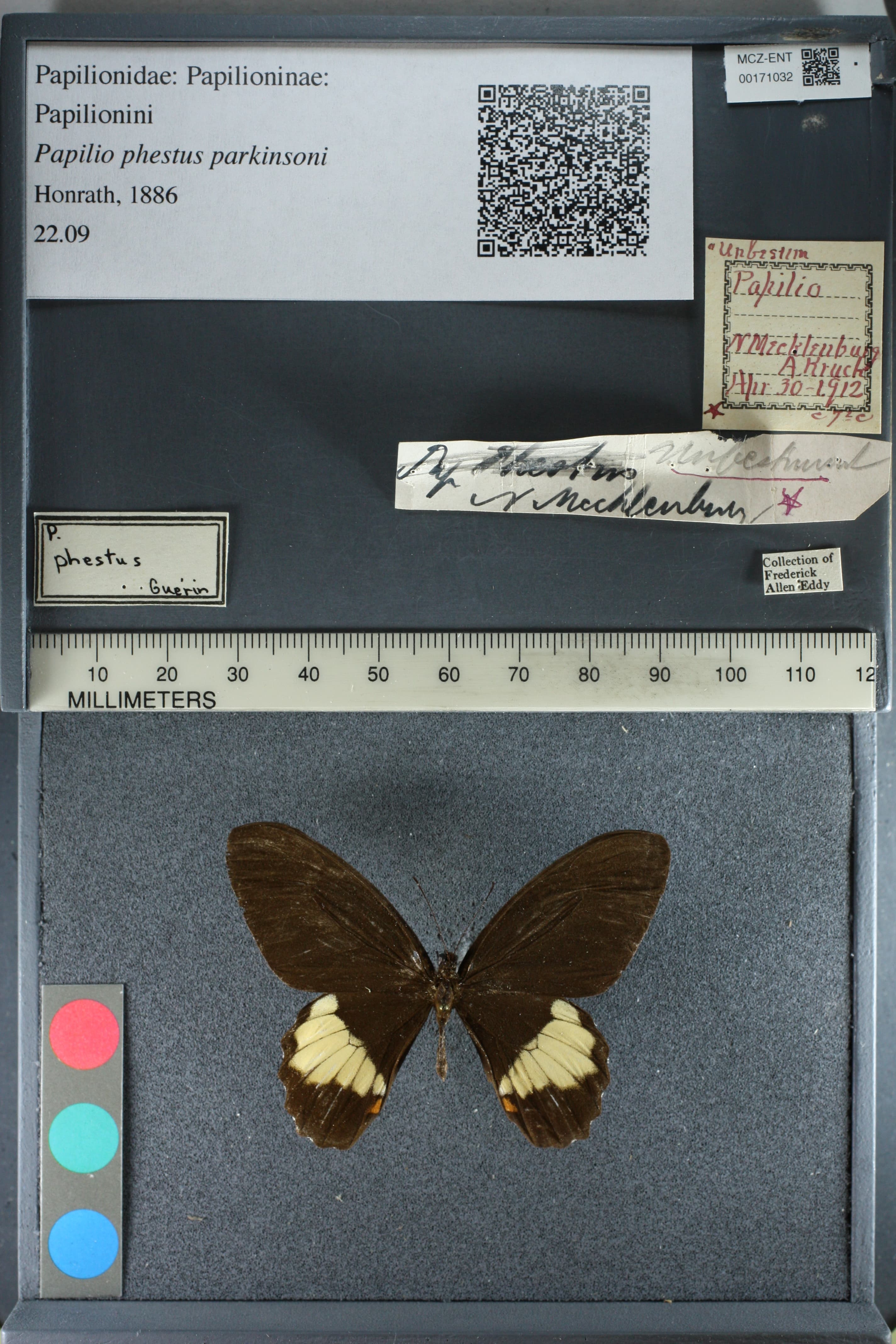 Papilio phestus