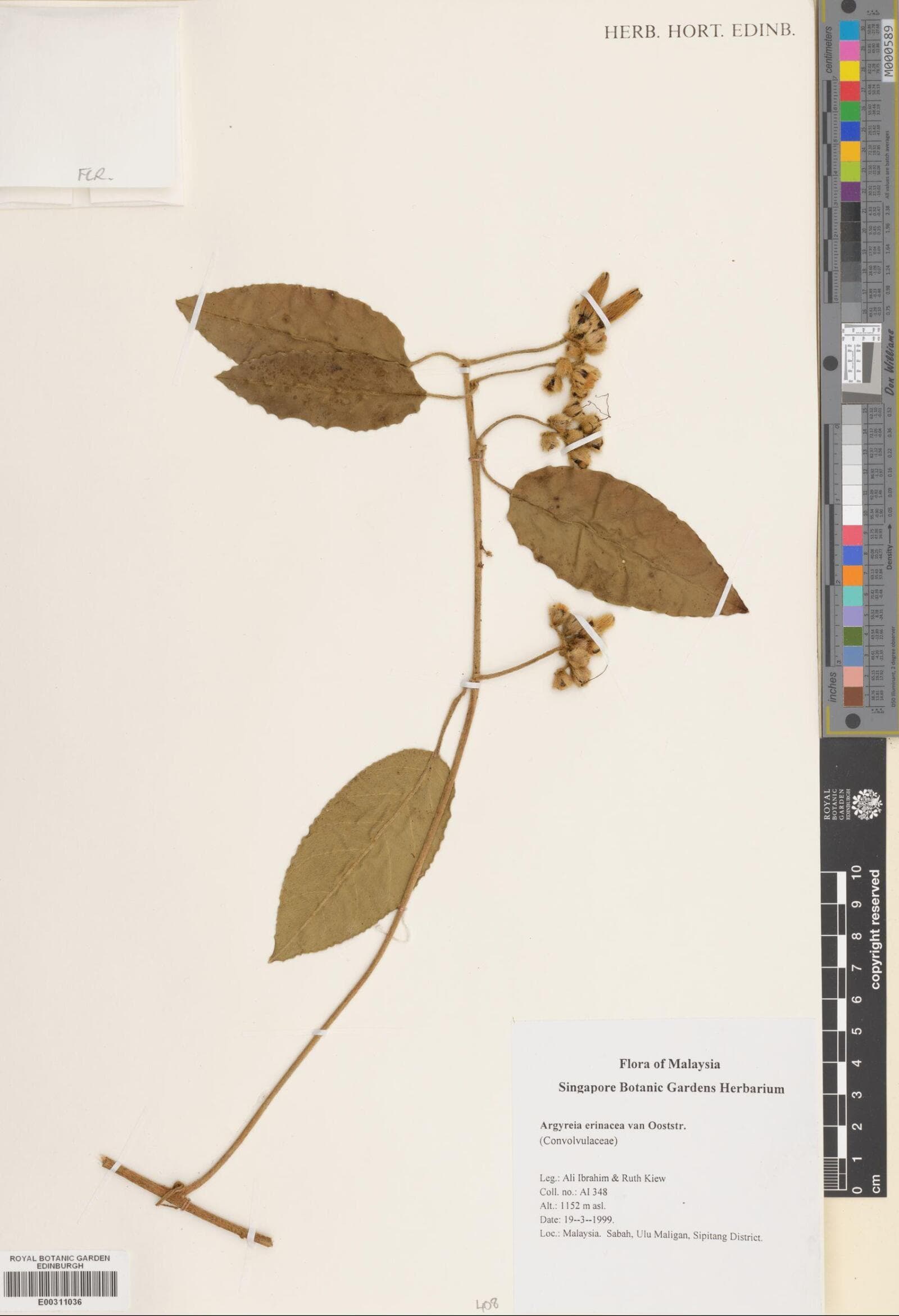 Argyreia erinacea