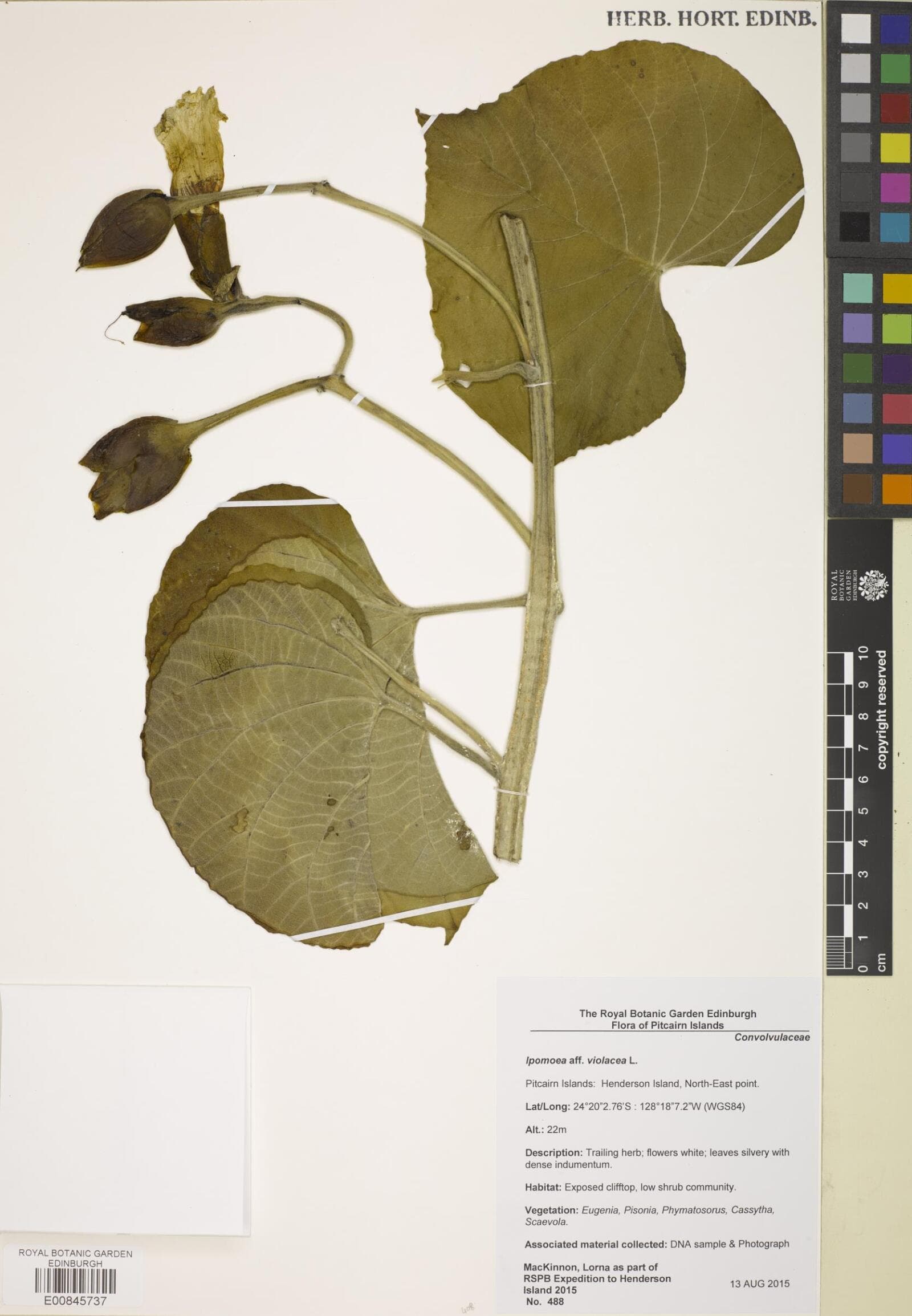 Operculina polynesica