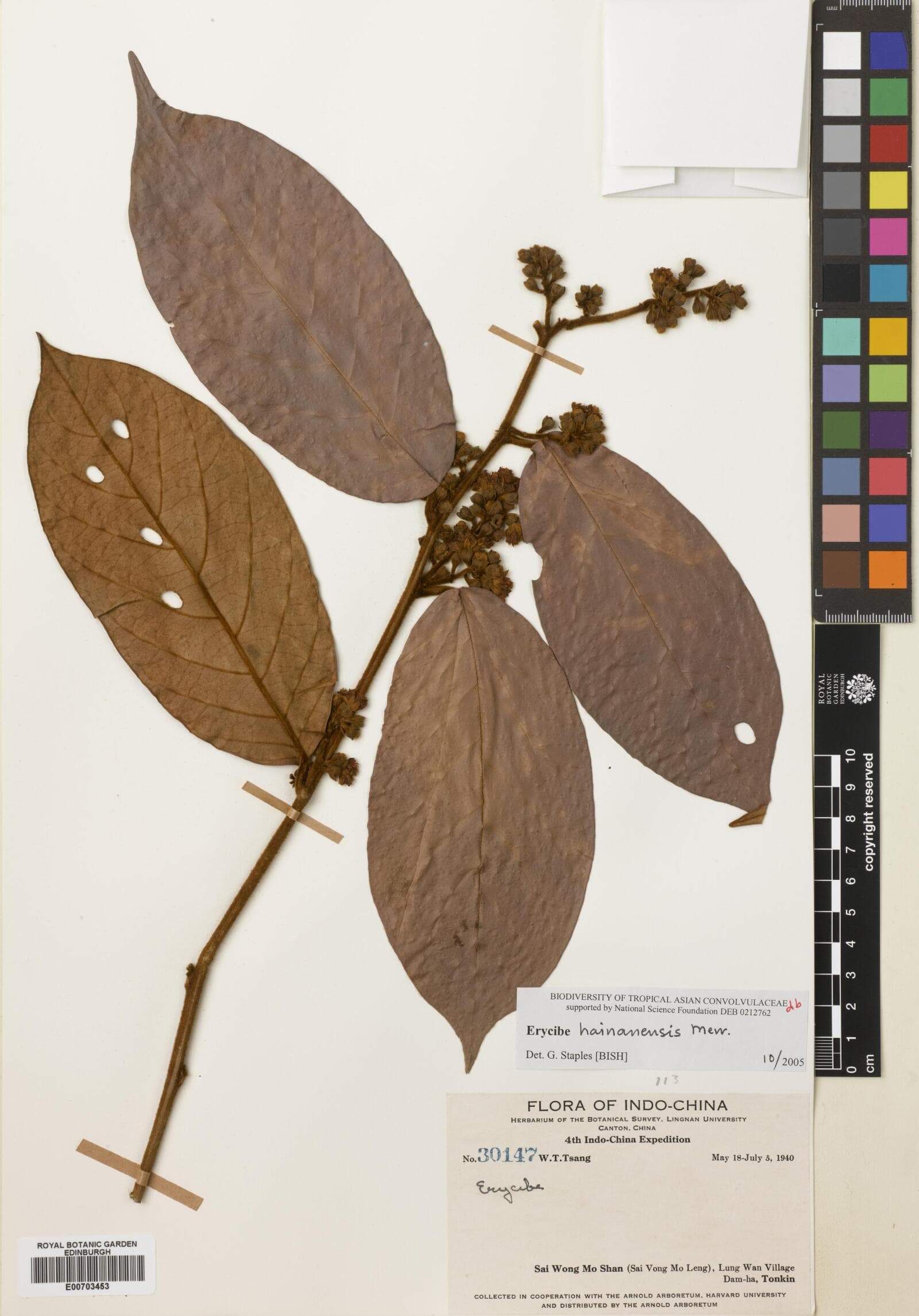 Erycibe hainanensis