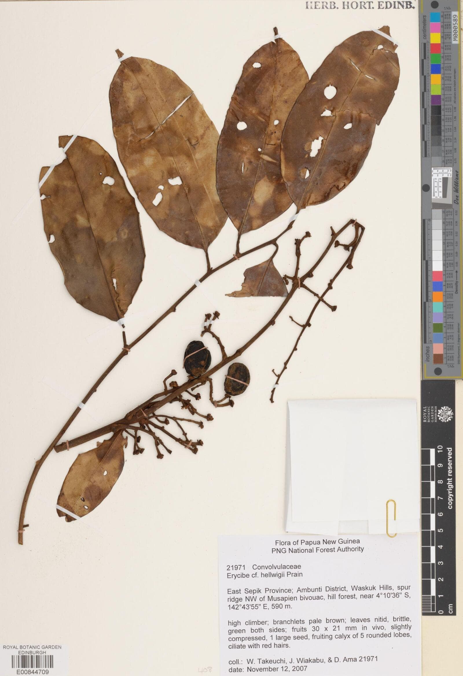 Erycibe hellwigii