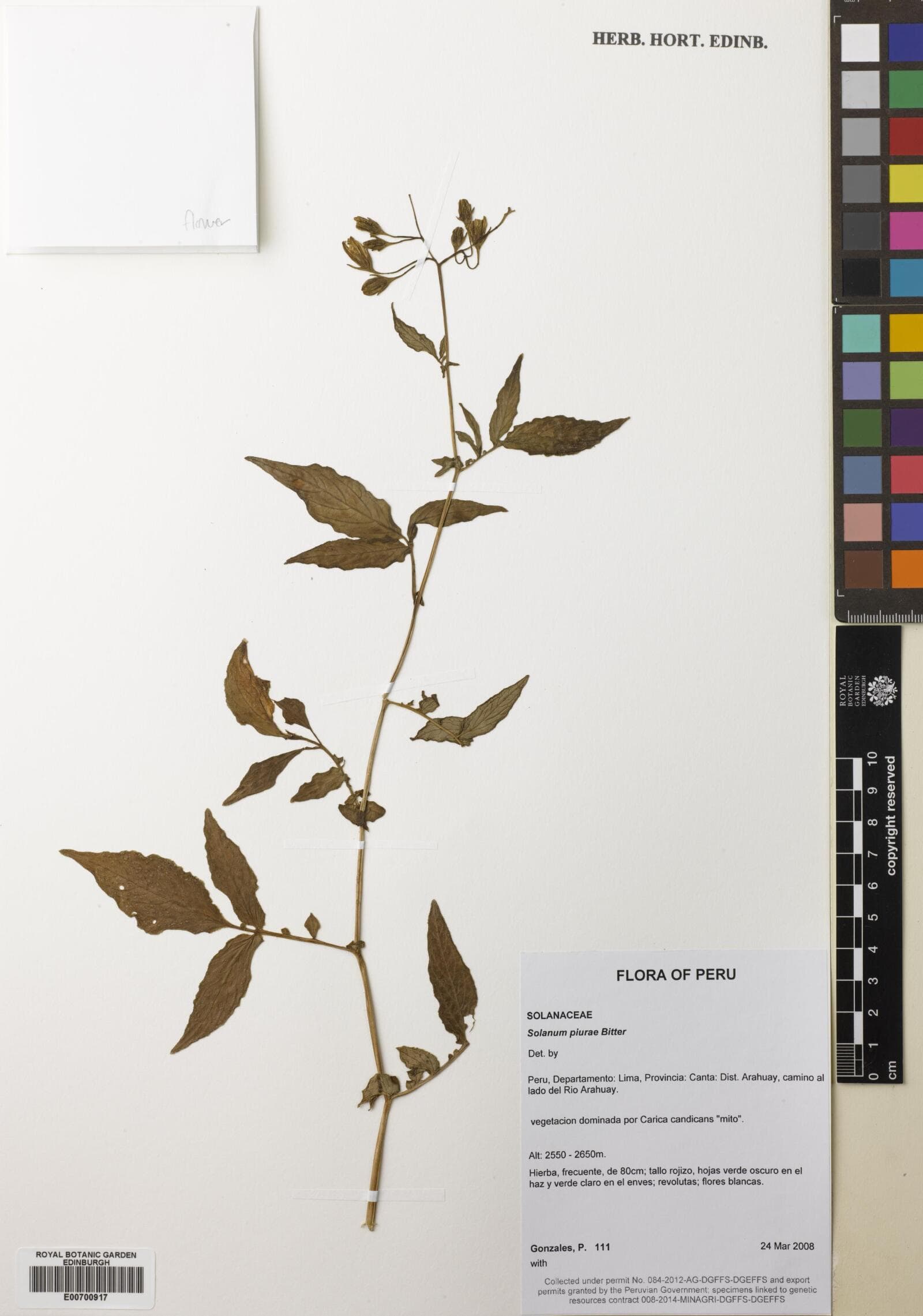 Solanum piurae