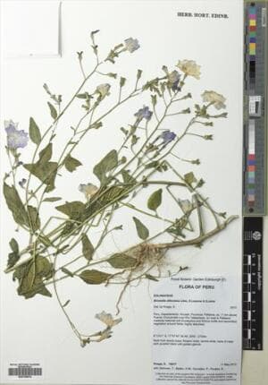 Browallia dilloniana