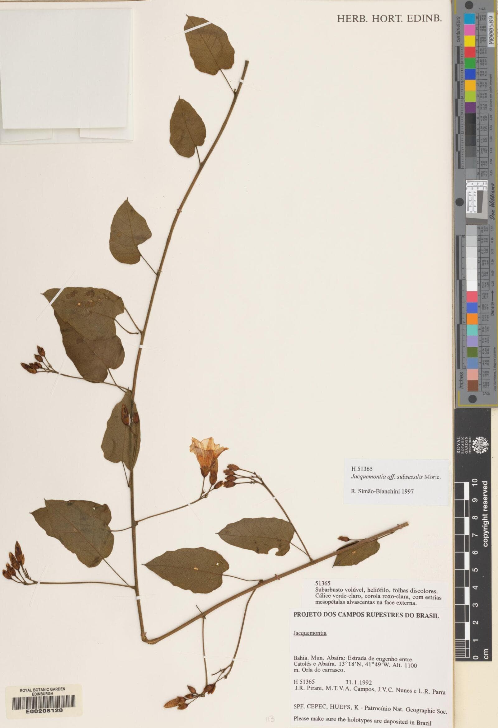 Jacquemontia subsessilis