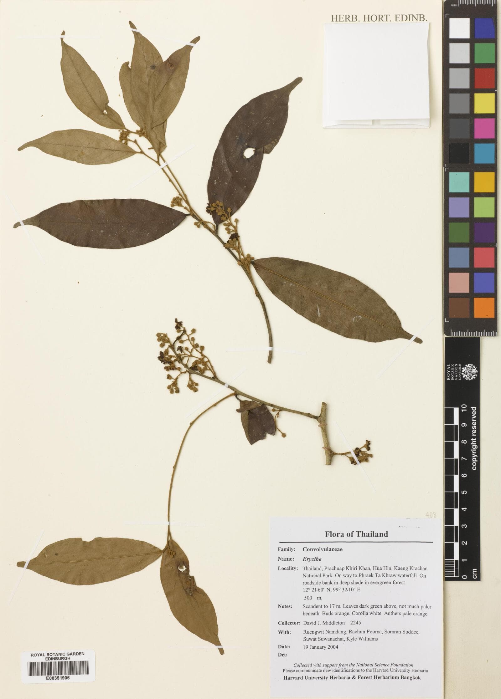 Erycibe stapfiana