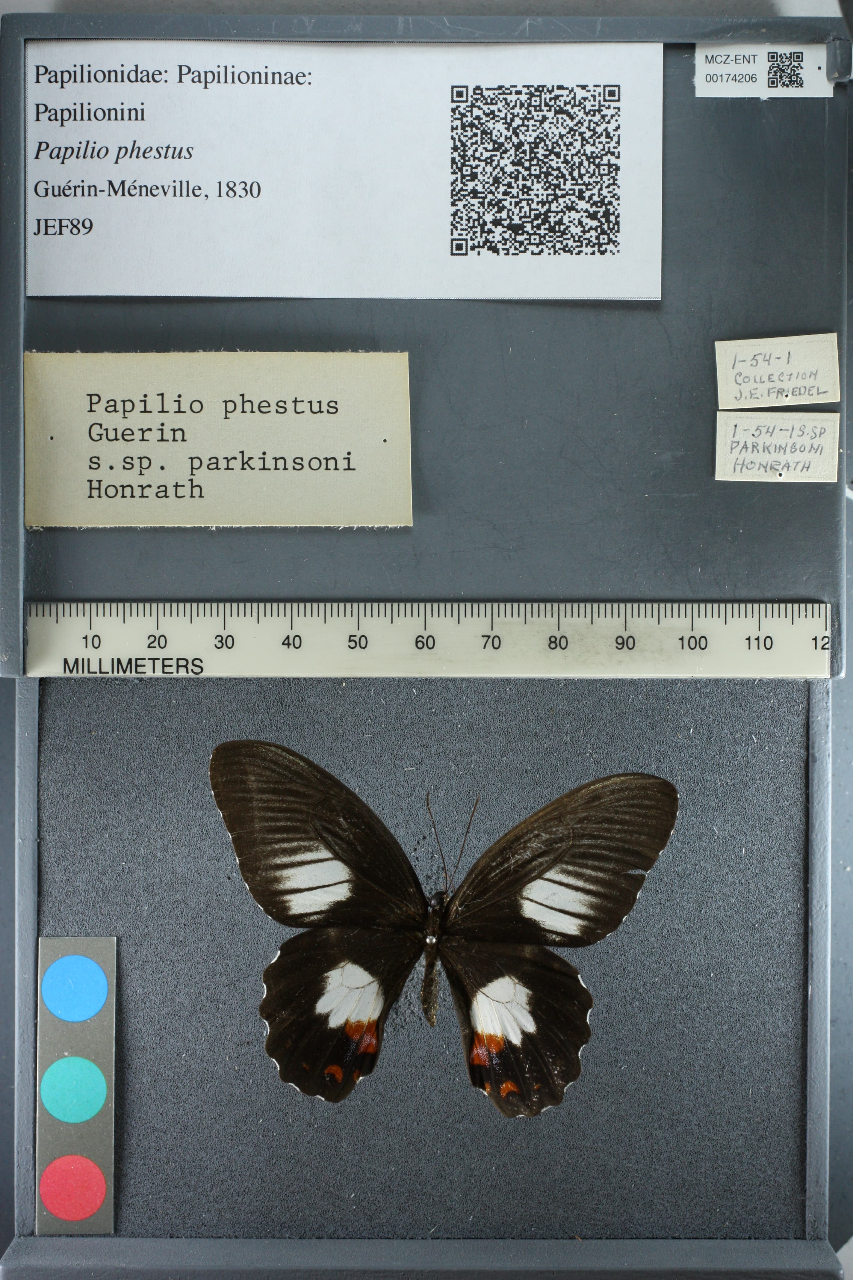 Papilio phestus