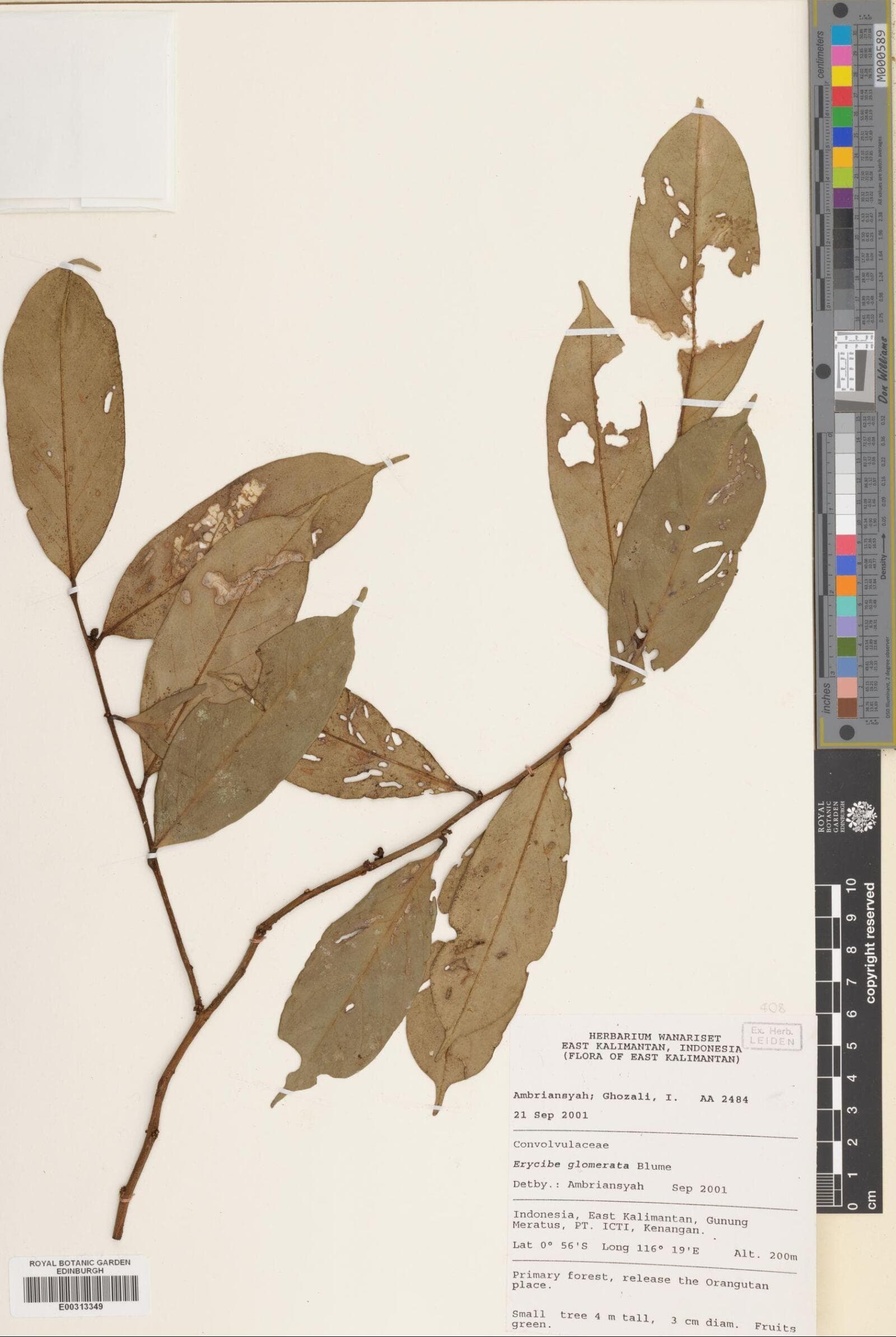 Erycibe glomerata