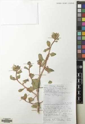Hyoscyamus tibesticus