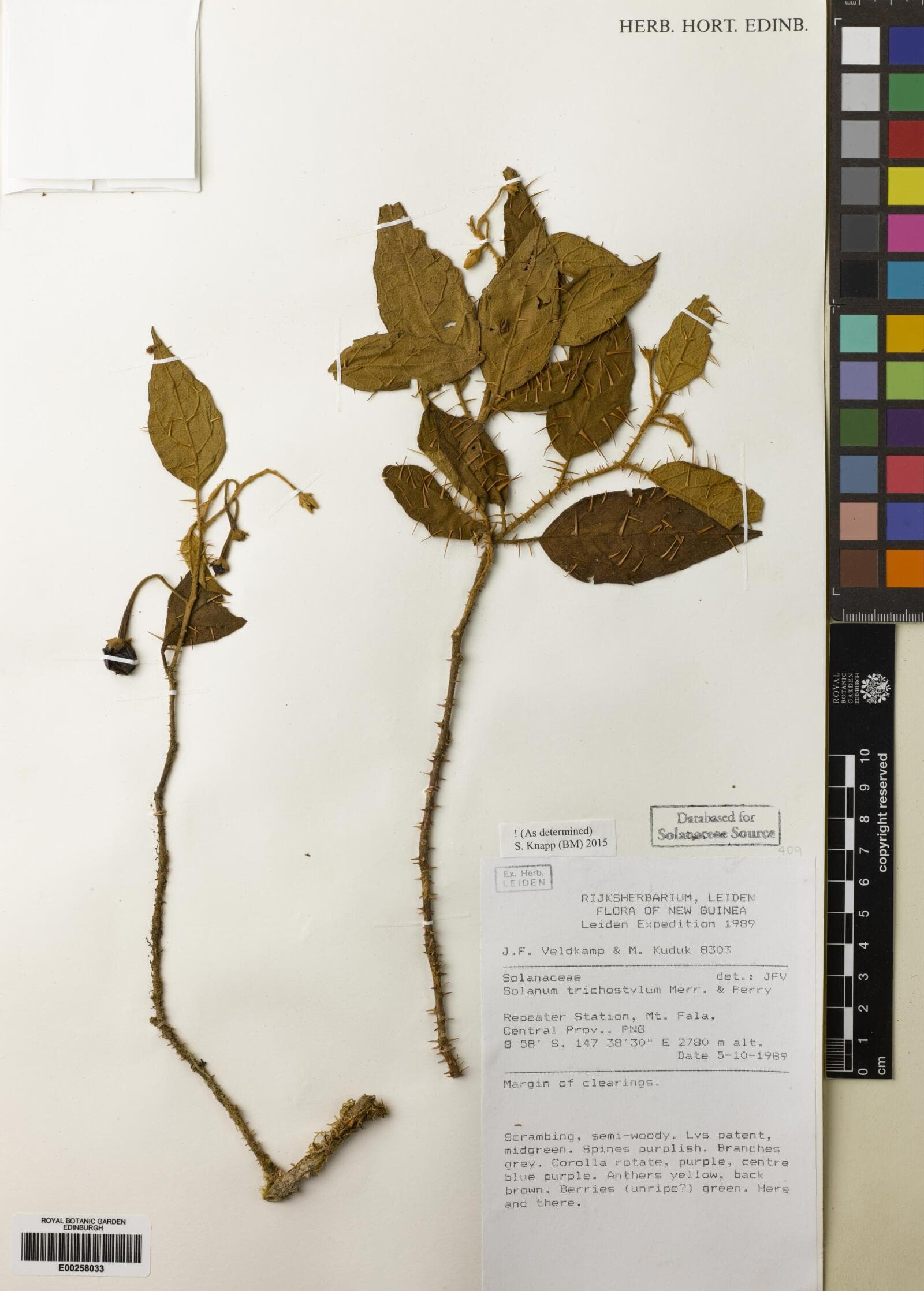 Solanum trichostylum