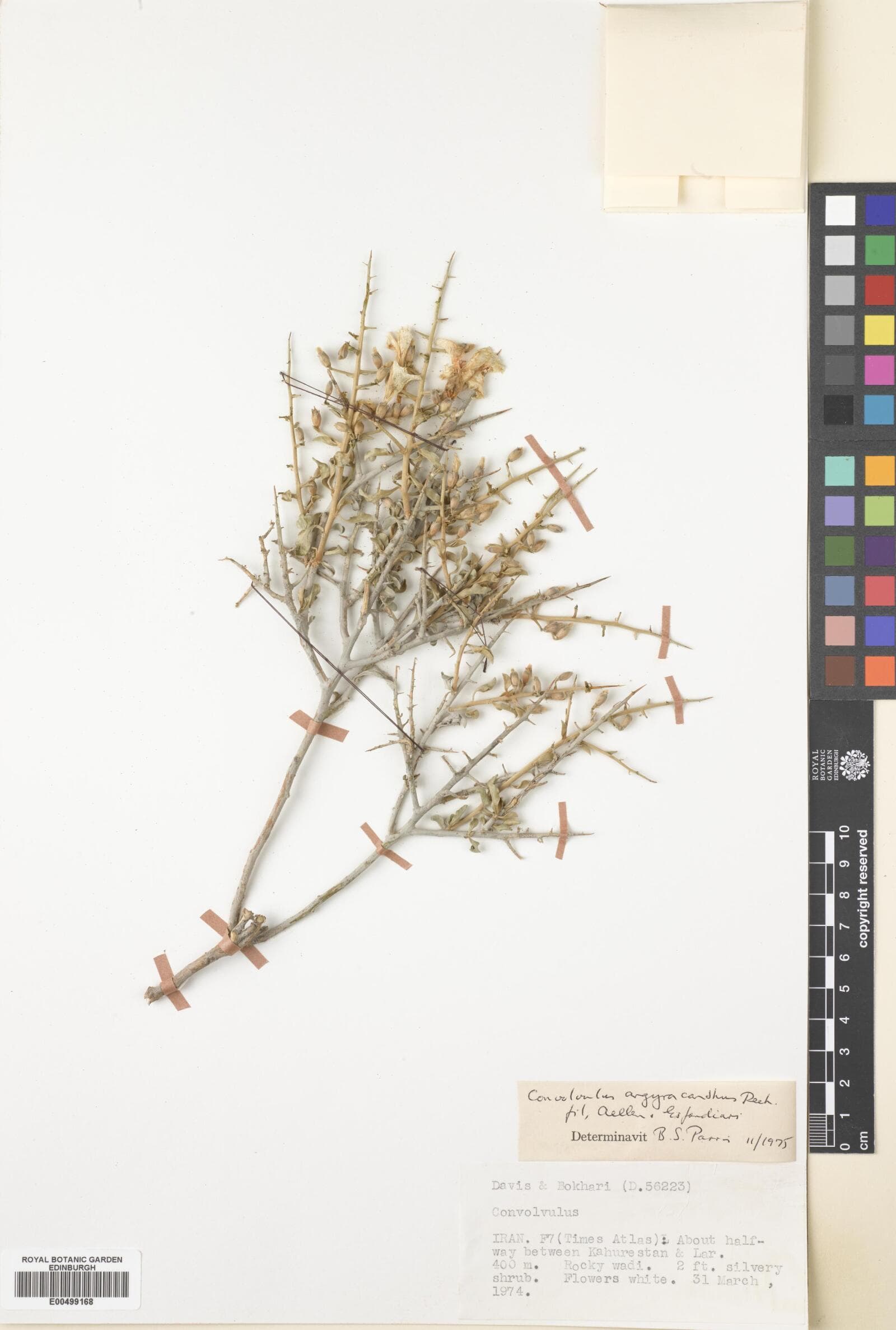 Convolvulus argyracanthus