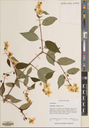 Philadelphus laxiflorus