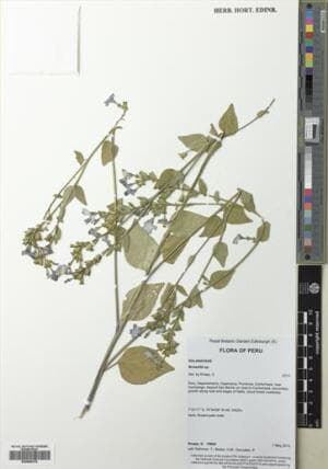 Browallia amicora