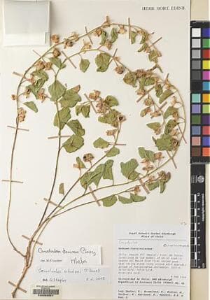 Convolvulus schulzei