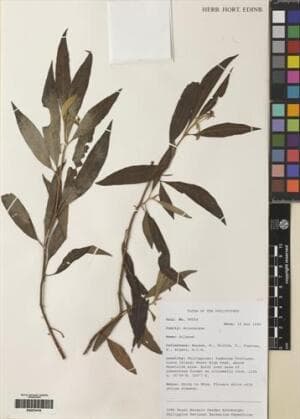 Solanum retrorsum