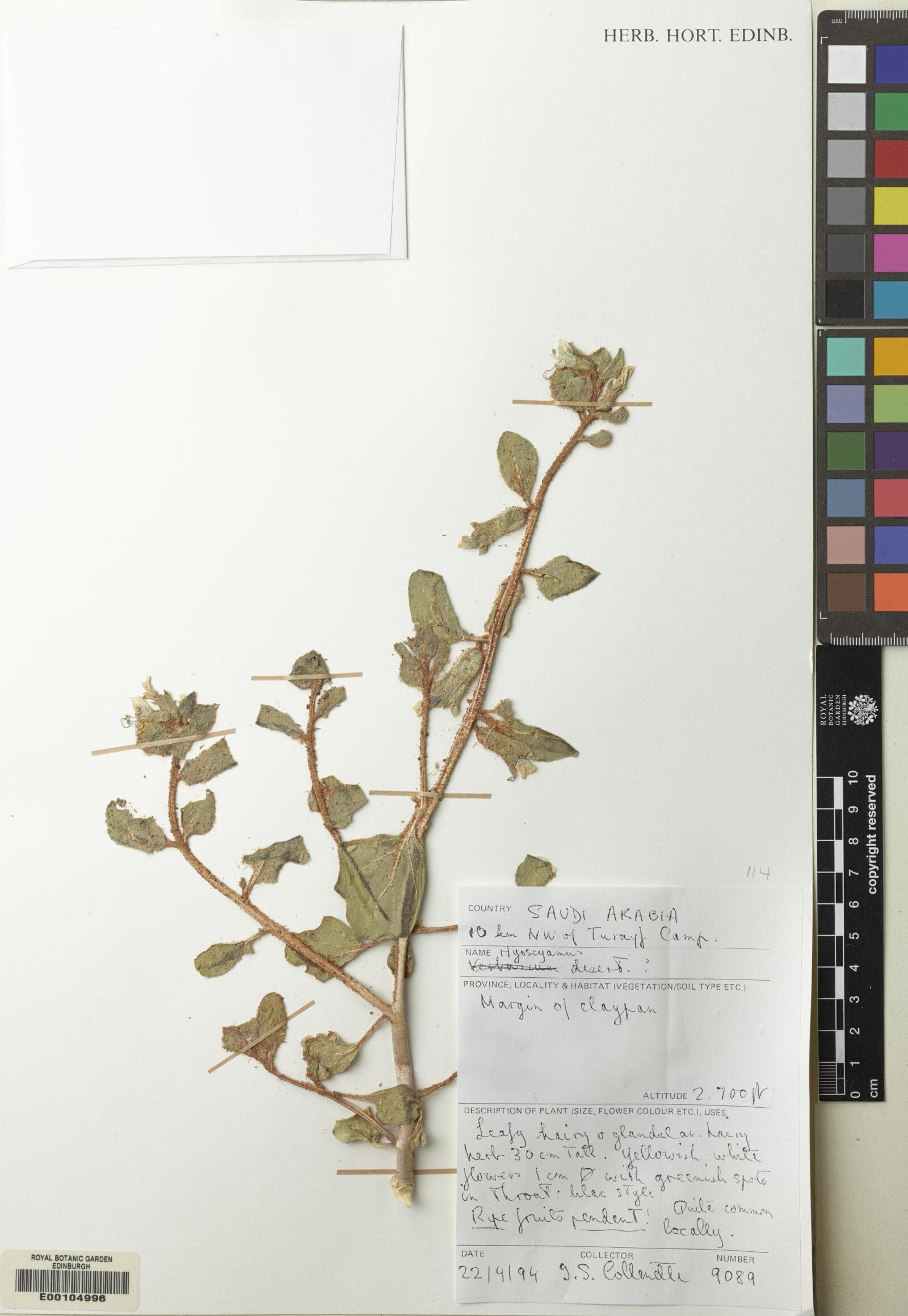 Hyoscyamus tibesticus