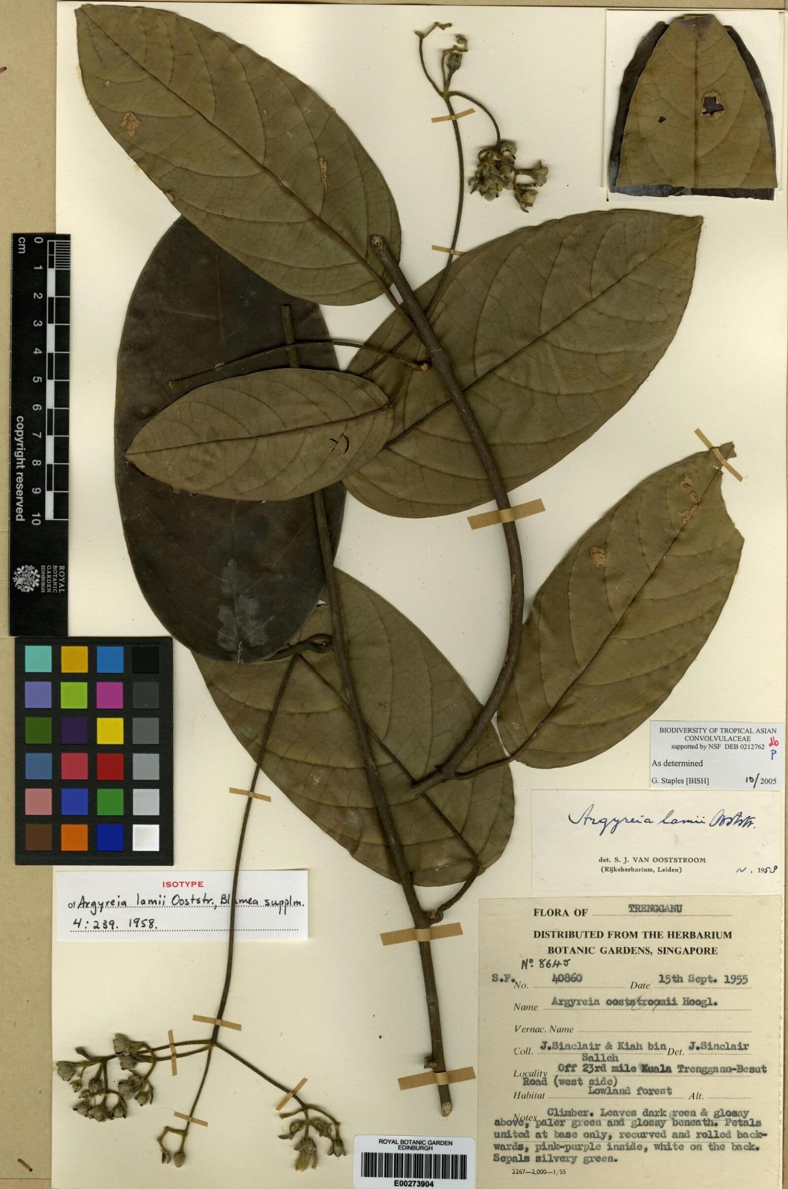 Argyreia lamii