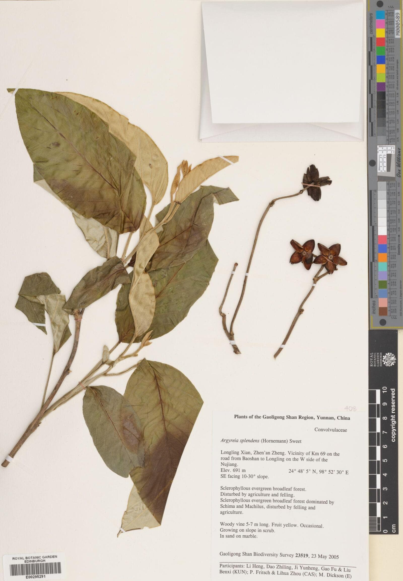 Argyreia splendens