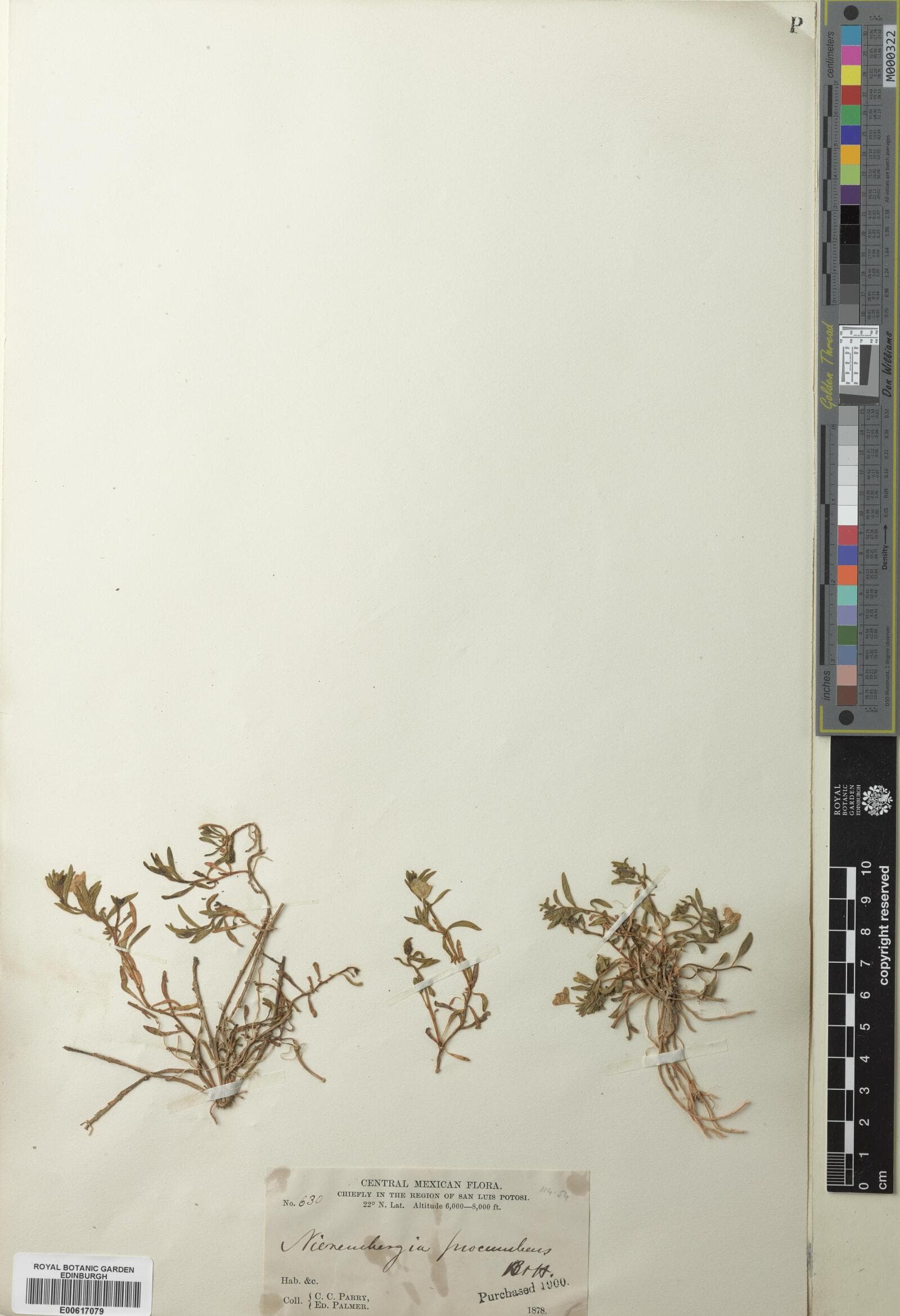 Bouchetia procumbens