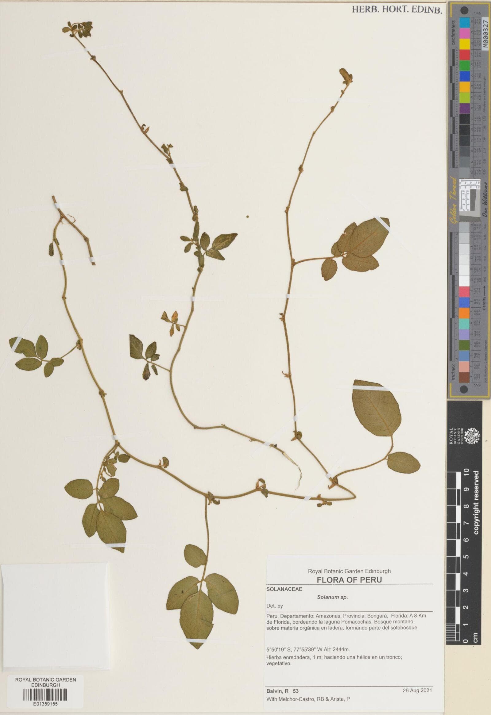 Solanum baretiae
