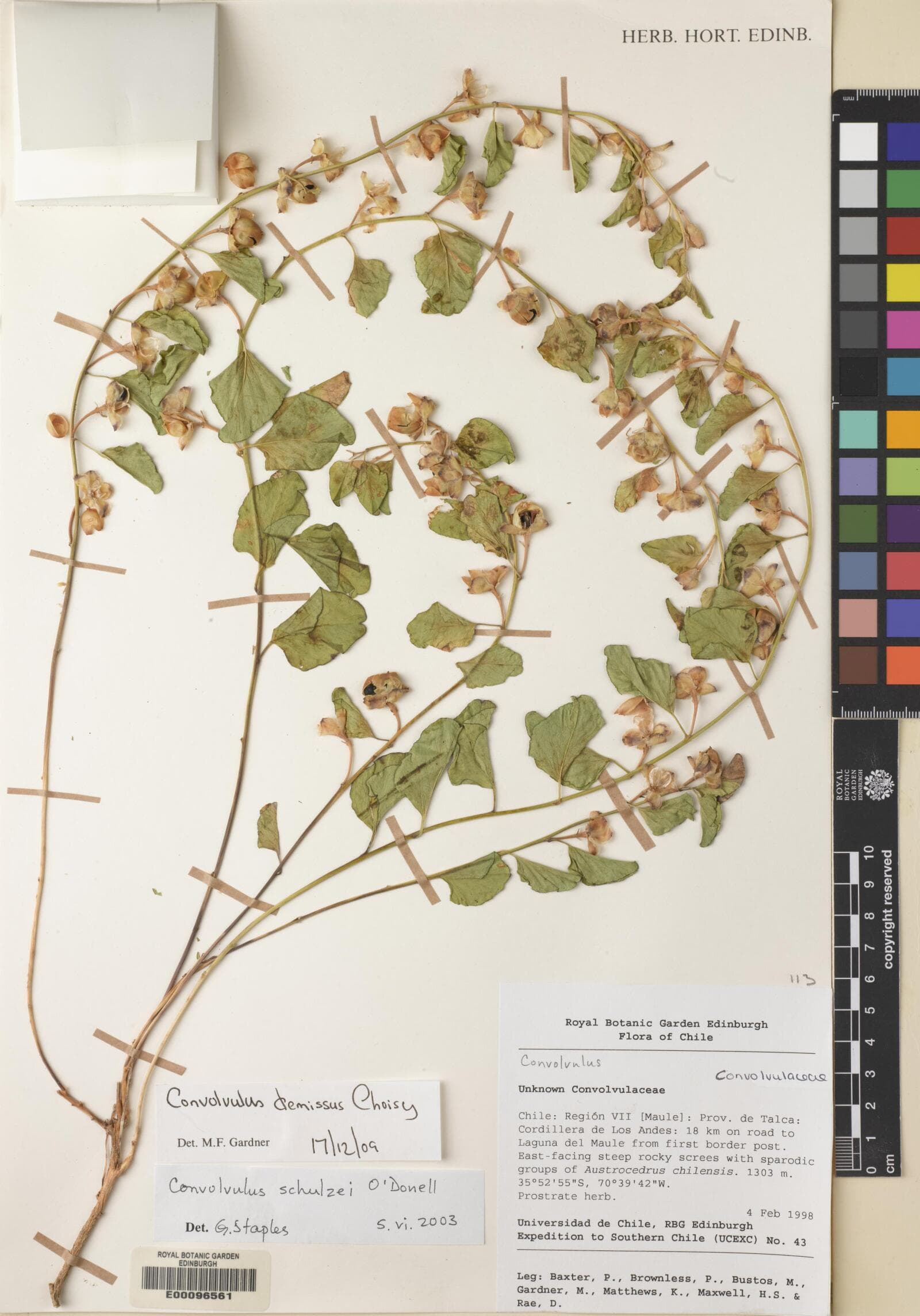 Convolvulus schulzei