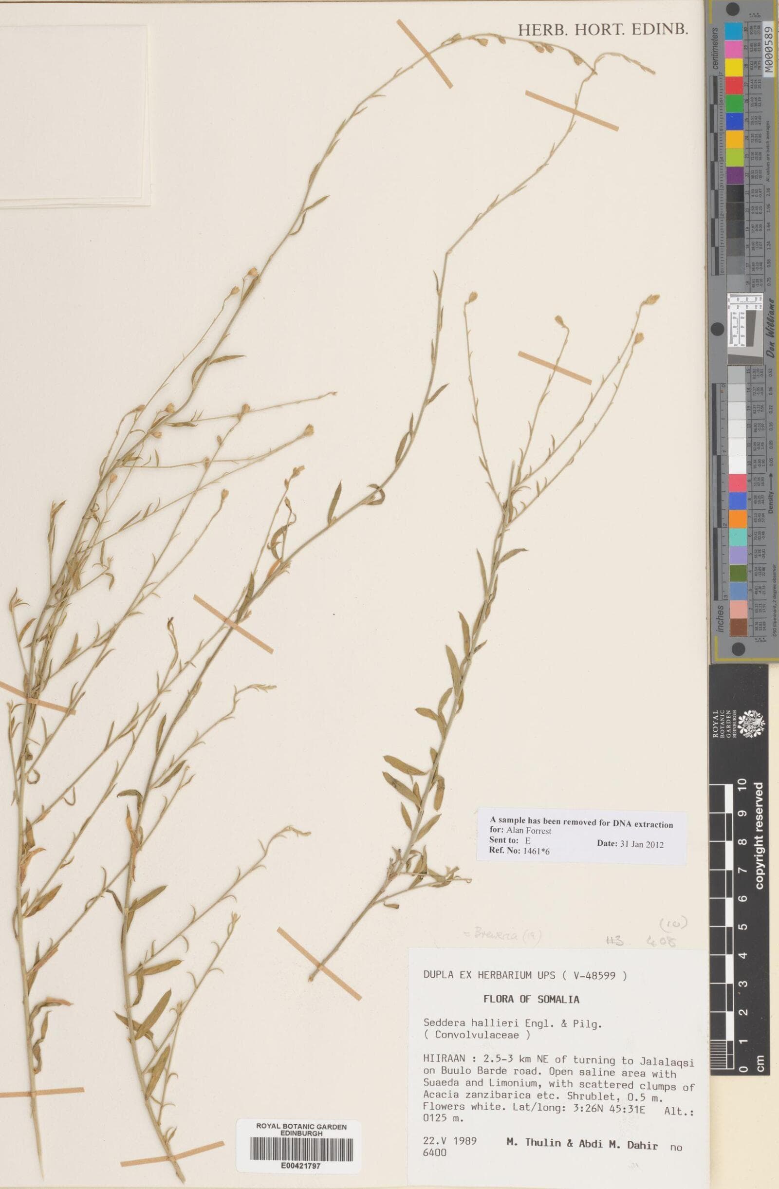 Seddera hallieri