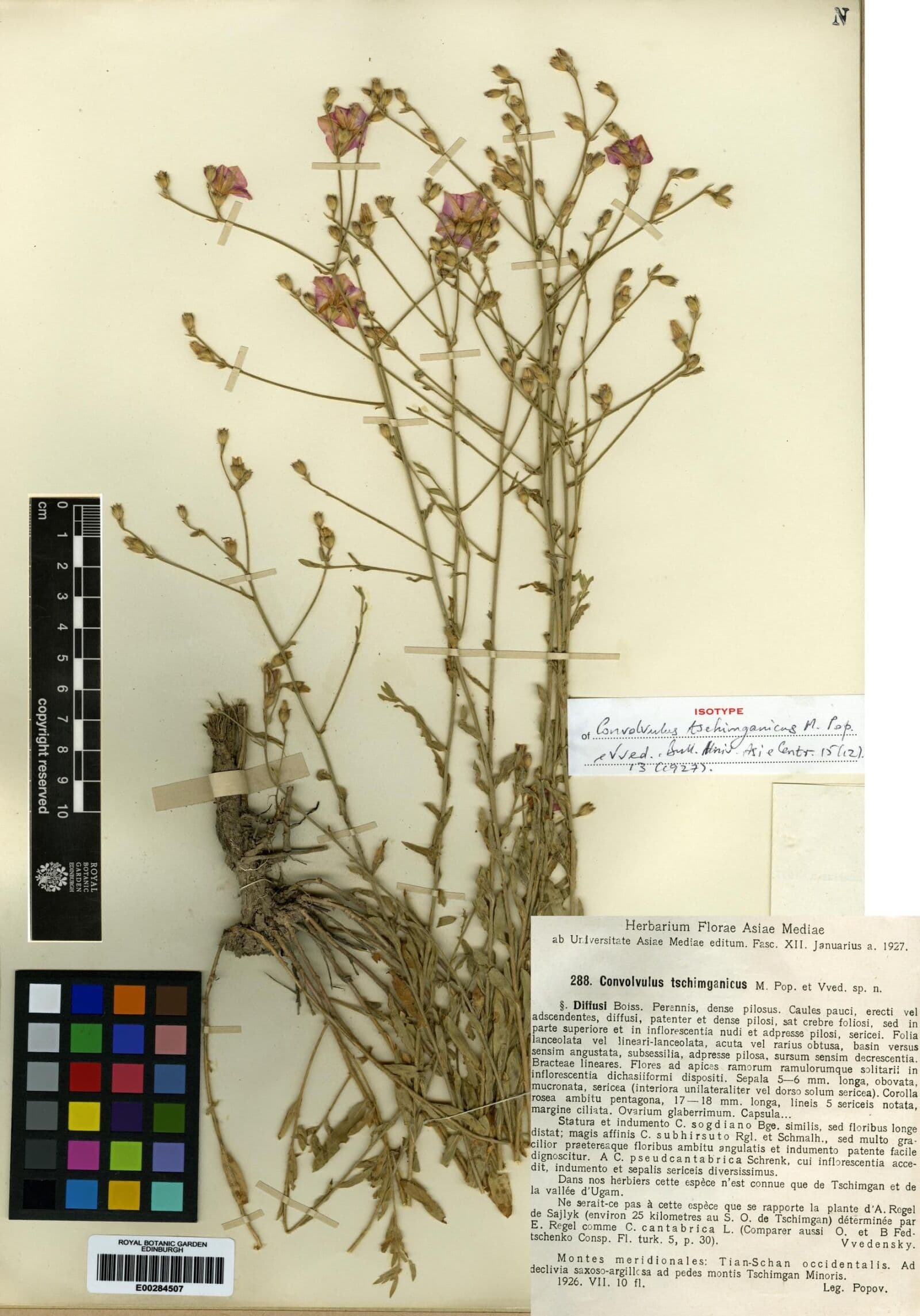 Tschimgan Bindweed