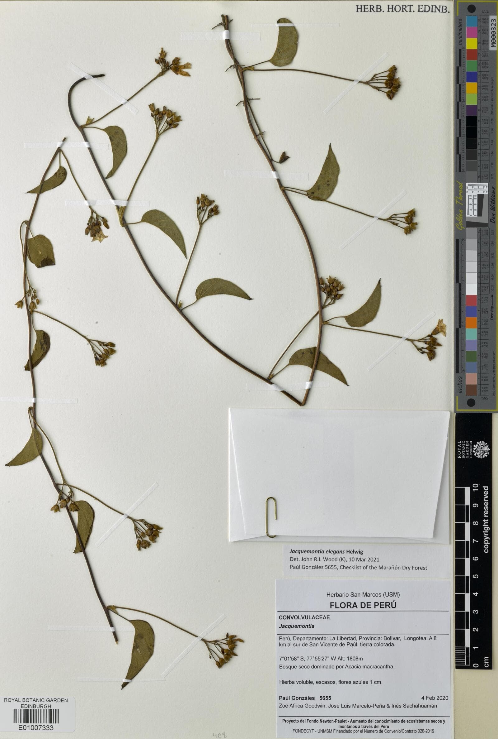 Jacquemontia elegans