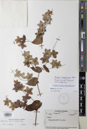 Dinetus rhombicarpus