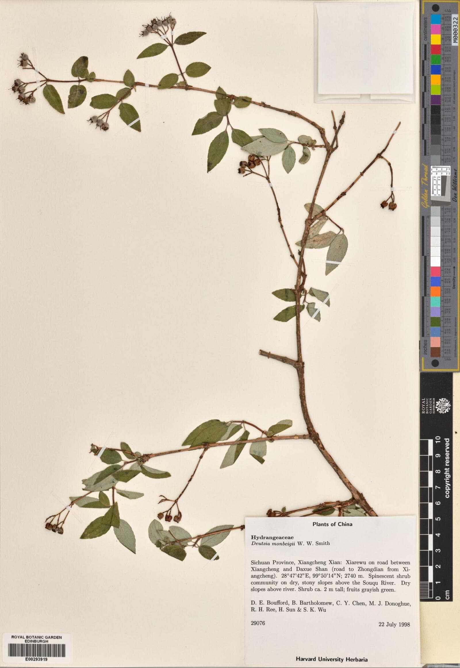 Deutzia monbeigii