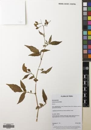 Solanum piurae