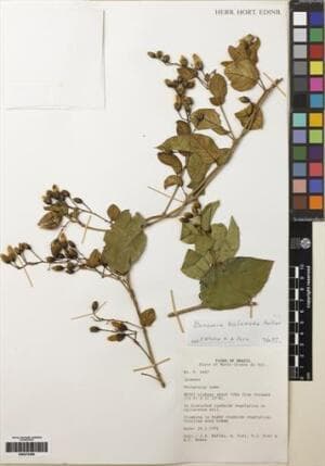 Bonamia balansae