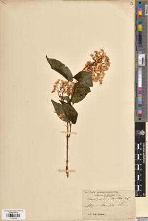 Deutzia macrantha