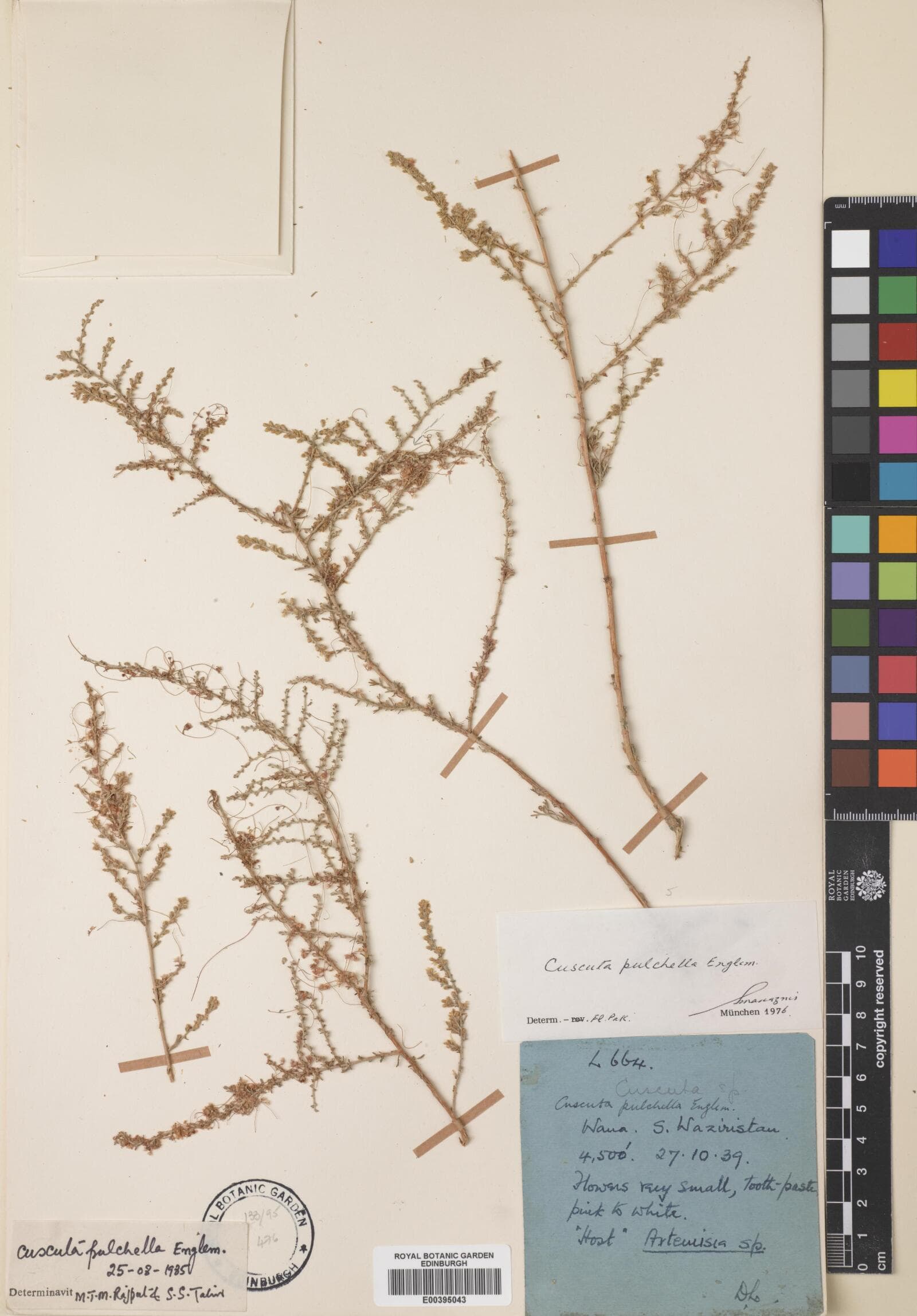 Cuscuta pulchella